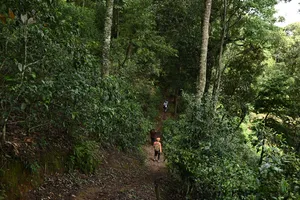 Pengembara mendaki di laluan hutan sempit dengan kehijauan rimbun di kawasan teh pergunungan Xishuangbanna