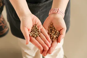 Hands holding small coffee beans from different lots at a Lijiang specialty coffee workshop with a farming family