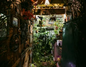 Koridor yang dipenuhi tanaman di sebuah flat sewa di Singapura, dengan hiasan gantung dan rak, diterokai oleh Hidden Heritage sebagai antara permata tersembunyi Singapura