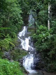 Vertical waterfall cascading through dense green rainforest on a jungle trek with former poachers in Khao Sok National Park