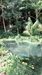 Kolam mata air yang tenang di Labuan Bajo, dikelilingi kehijauan tropika yang rimbun dan pokok palma, dengan pantulan cahaya matahari pada permukaan air