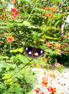 A colourful butterfly feeding on red flowers amid lush greenery in the garden at Kebun Lidstari, Langkawi permaculture farmstay.