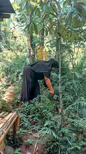 Person crouching and working among dense plants in a shaded Lombok forest garden, part of a sustainable walk