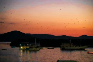 Boats moored at dusk as many bats fly across the sunset sky over the hills on a Komodo day trip in Labuan Bajo
