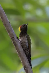 Tree-dwelling bird with a red crown perched on a forest branch in Cat Tien during an in-depth ethical tour
