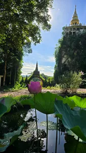 Lotus pond with distant pagoda spires among rainforest greenery at Khao Sok National Park during a hidden pagodas escape