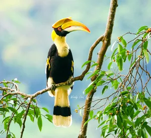 Toucan with a bright beak perched on a rainforest branch above leaves in Langkawi during birdwatching excursions