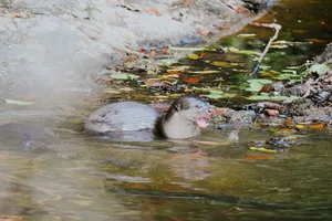 Otter swimming in a forest stream with floating leaves and shallow ripples in Khao Yai National Park