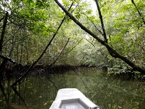 Boat bow in the foreground framed by dense mangrove branches over a calm creek in Kilim Geoforest, Langkawi, at sunset