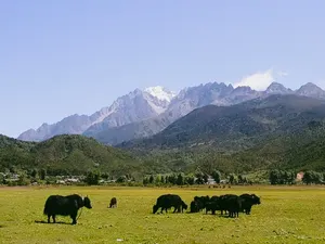 Grazing yaks in a green valley in Lijiang, with snowy mountain ridges and blue sky beyond in the distance
