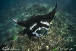 Manta ray glides over rocky seabed as a scuba diver practises buoyancy during a 3-day open-water course with Sanctum Dive Indonesia, Bali
