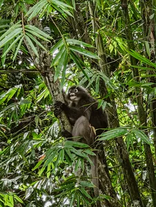 Orangutan hanging from branches in dense green rainforest foliage in Langkawi, a sight of wild orangutans