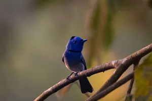 Blue bird perched on a branch in Cat Tien during a private 3D2N ethical wildlife tour led by an expert naturalist