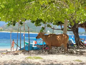 Lembu coklat di bawah rimbunan pokok di kawasan berpasir di tepi bot, berhampiran kawasan pengambilan snorkeling Secret Gilis di Lombok