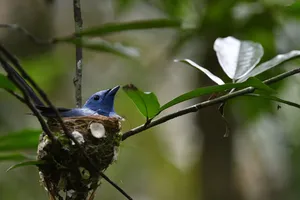 Bright blue bird perched on a mossy nest on a tree branch during Wildlife Safari Thailand’s expert birdwatching in Khao Yai