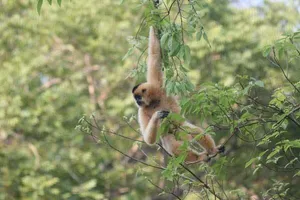 Gibbon in the canopy at Cat Tien Nature Park, framed by leafy branches on a guided eco escape with Green Hope Lodge