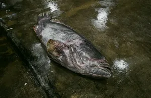 Ikan segar tersusun di atas es di pasar ikan Pelabuhan Jurong, Singapura, sebagai bagian dari tur berpemandu rahasia lokal — hidden gems Singapura