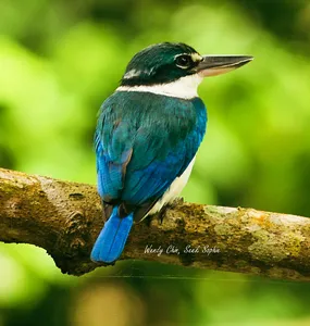 Blue kingfisher perched on a branch in Langkawi, bringing birdwatching into sharp focus on a guided nature tour