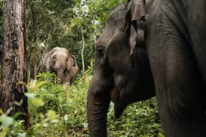 Two elephants moving through dense forest undergrowth during an ethical observation with Elephant Eco Trails in Chiang Mai