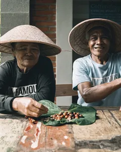 Two elderly farmers in conical hats sort and pack coffee cherries on a table at Bali Beans in Kintamani, Bali.