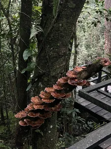 Mushrooms growing on a tree along a wooden walkway in the jungle at Khao Yai National Park during the trek
