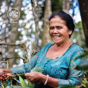 Smiling woman in blue holds harvested coffee cherries on a branch during a farm visit at Bali Beans, Kintamani, Bali.