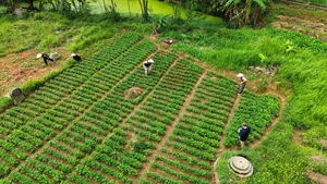 Overhead view of hands-on rice farming in Duong Lam ancient village near Hanoi, with people tending neat rows of paddies