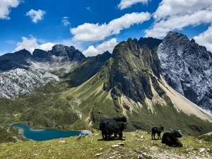 Yaks grazing on a high grass ridge above a turquoise lake in Shangri-La, with snow-dusted mountains under blue sky