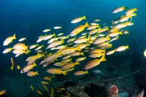 School of yellow-and-white reef fish turning in the current above a coral-covered offshore dive rig in Semporna