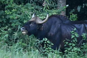 Water buffalo standing among roadside greenery in Khao Yai National Park as wildlife safari night-spotting begins