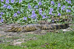 Crocodile-like reptile resting on a rocky path beside purple flowers in Cat Tien during an ethical wildlife tour