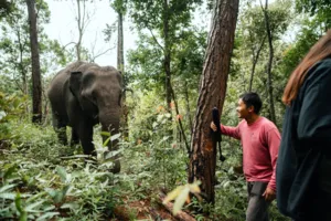 People standing among trees as an elephant approaches on a guided walk through the Hidden Doi Inthanon trails near Chiang Mai