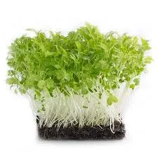 Tray of fresh green microgreens on a black growing mat, photographed against a plain white background—Urban Green Dot workshops in Singapore