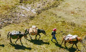 High-altitude mule caravan in Shangri-La at Ferme Liotard, with trekkers walking across grassy slopes carrying supplies