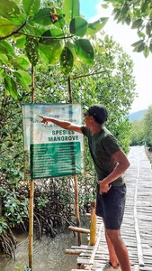 Man standing by a signboard listing 21 mangrove species beside a wooden walkway in the mangrove forest, Labuan Bajo