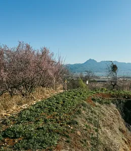 Blossoming trees and wild greenery along a hillside trail above Lijiang, with distant mountains and an open valley view