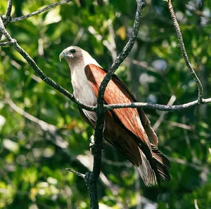 White bird with long tail perched on mangrove branches, highlighting wildlife spotting on a Langkawi eco-nature tour