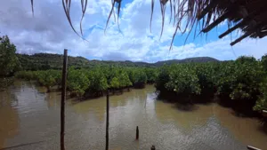 Deretan pokok bakau di sepanjang sungai berlumpur, dilihat dari atas bot berhampiran bumbung rumbia yang berjuntai, di laluan air yang tenang di Labuan Bajo
