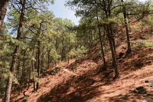 Quiet pine forest path with red-brown earth and rocky steps along the high route to Tiger Leaping Gorge in Lijiang