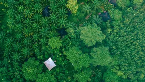 Aerial view of lush evergreen canopy over the rewilded rainforest at Anurak Lodge beside Khao Sok National Park