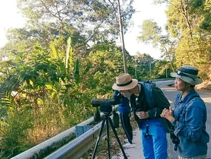 Birdwatchers with binoculars and cameras on a forest boardwalk in Langkawi during a naturalist guide experience
