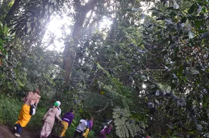 Backpackers walking along a lush jungle trail in Indonesia, looking up at tall trees as they trek for their yoga retreat