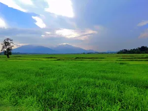Vast green fields in Langkawi stretch to distant mountains under a cloudy sky, calm countryside views on the cycling route