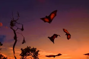 Kalong bats swooping across a dusky sky above treetops during a Komodo day trip on Komodo Island