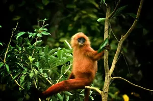 Orangutan perched on a rainforest branch during a Deramakot Safari near Sandakan, Sabah — expert-guided Borneo wildlife trip