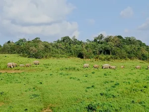 Herd of elephants grazing in a lush grassy clearing with rainforest trees behind it in Khao Yai