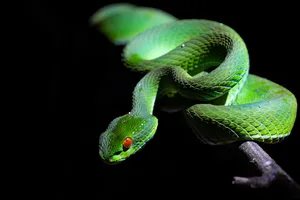 Green python curled on a branch in Cat Tien in the dark, seen during a private 3D2N ethical tour with a naturalist