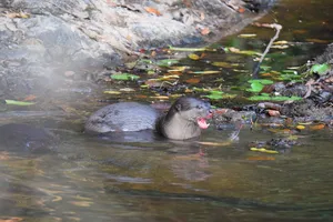 Wild animal surfacing and splashing in a shallow stream as lily pads float by, in Khao Yai National Park