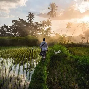 Silhouette of a retreat guest walking through flooded rice terraces with a white goat at sunrise in Bali