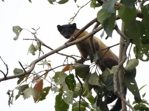 Brown-and-black gibbon resting on thick branches amid dense foliage on a wildlife safari in Khao Yai National Park